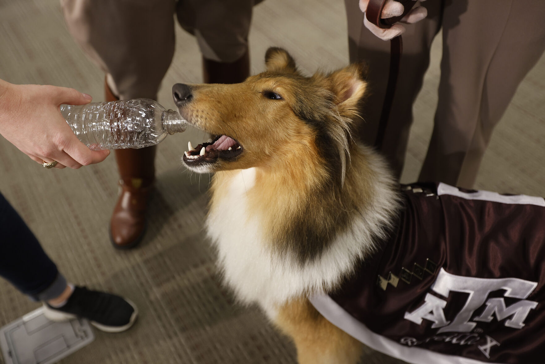 Reveille X
